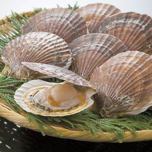 SCALLOP